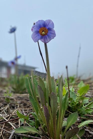 Blue Poppy 1.jpg