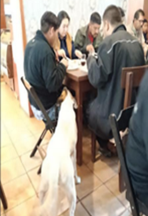 野良犬② - コピー.png