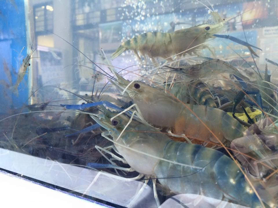 オニテナガエビ.jpg
