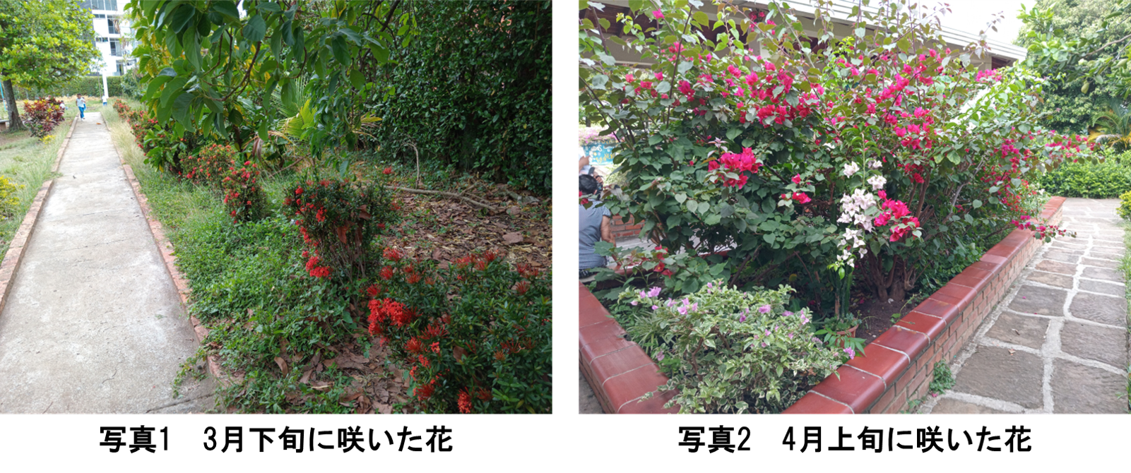 花の写真.png