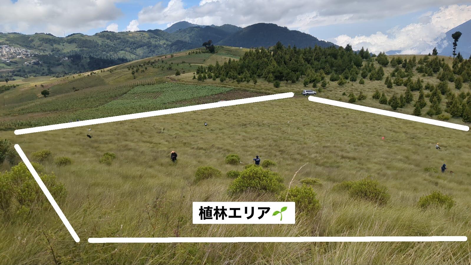 カンテル植林エリア.jpg