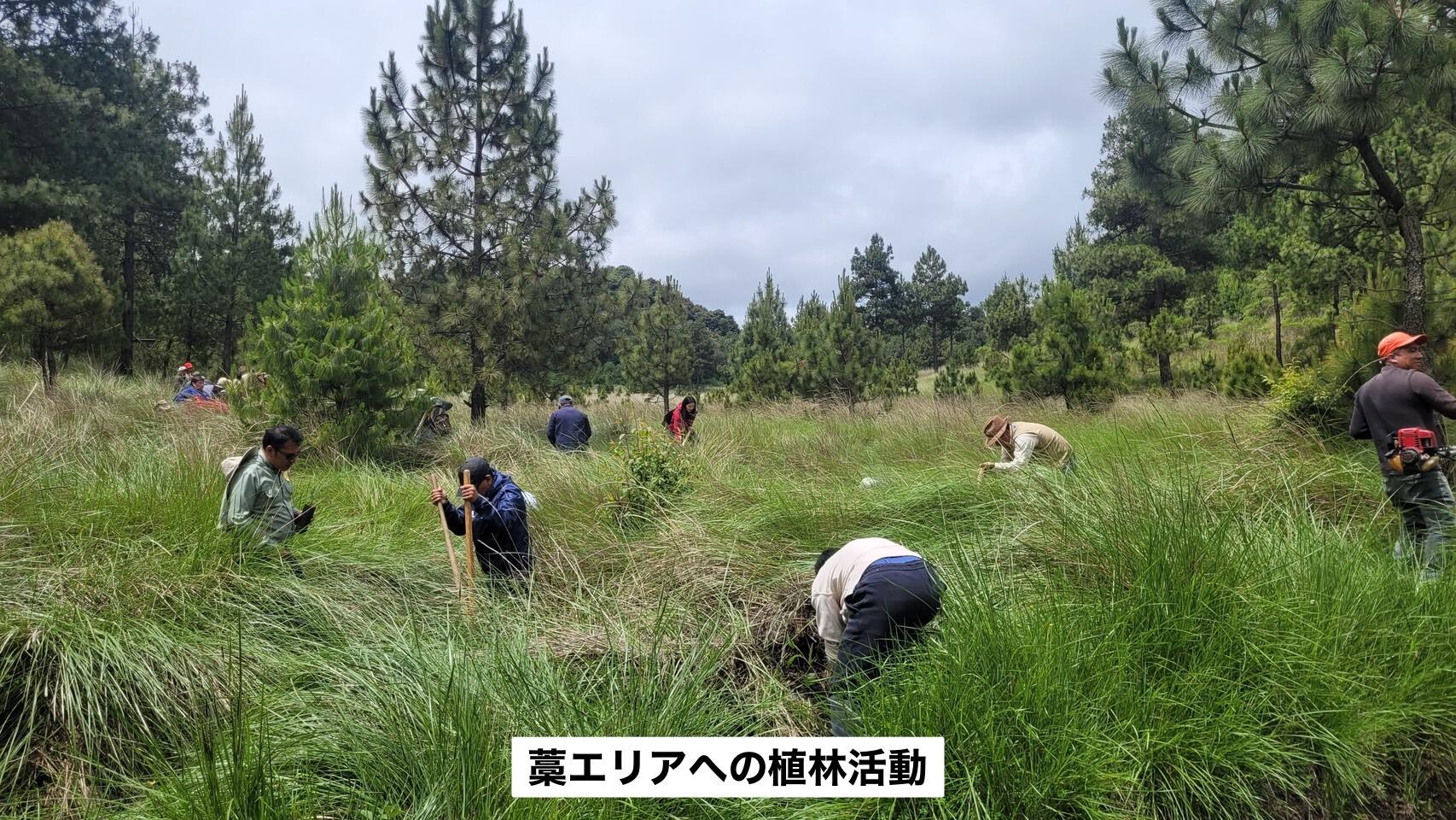 藁エリアへの植林活動.jpg