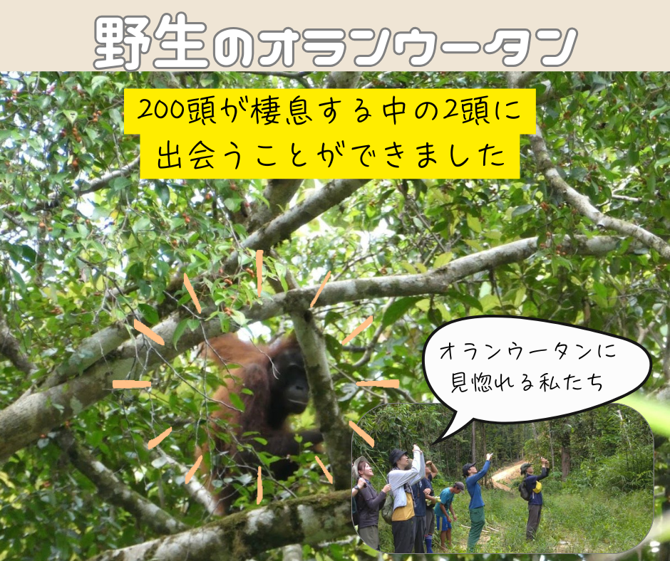 世界日記Sarawak (2).png
