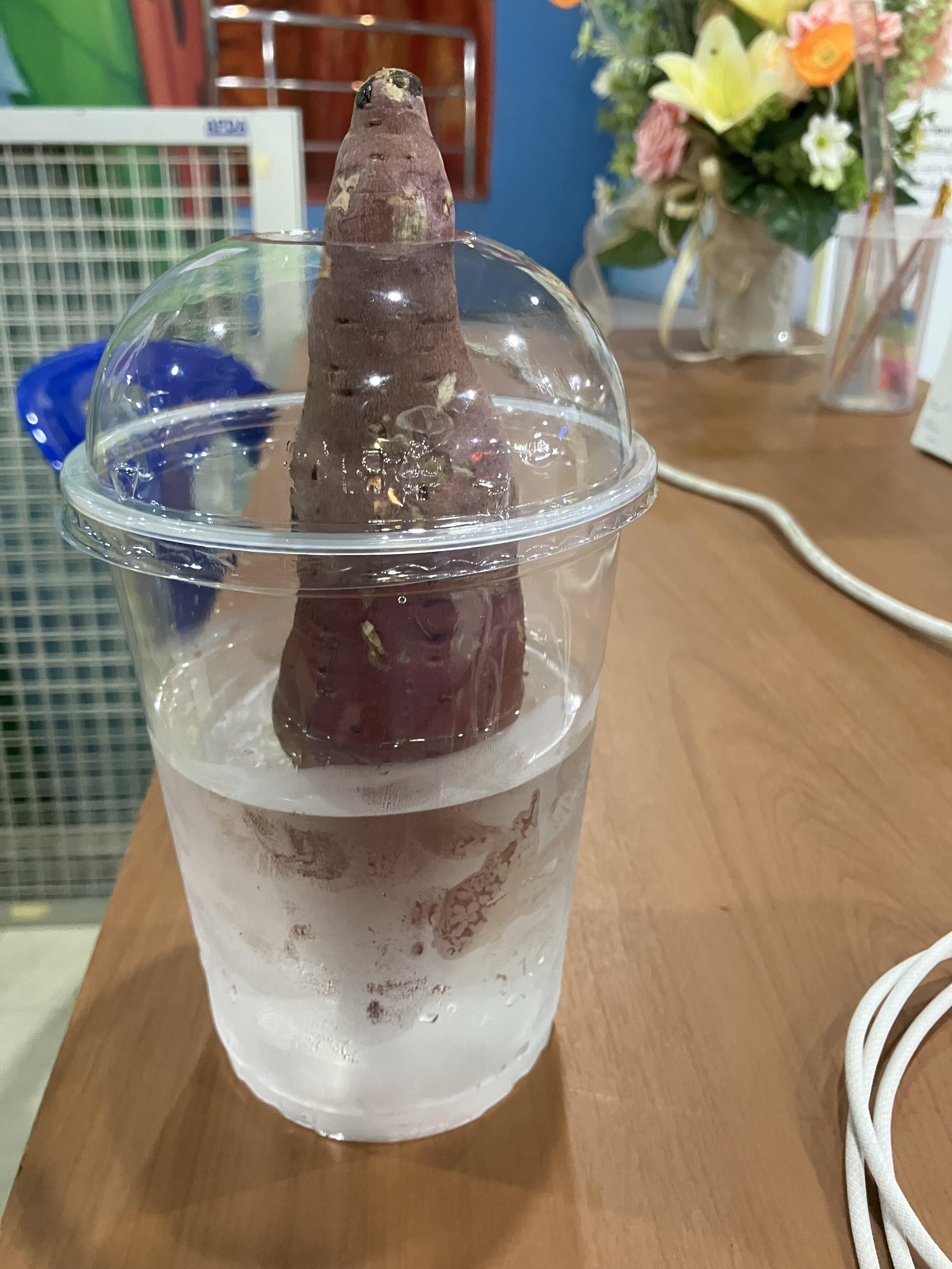 IMG_2036.jpeg