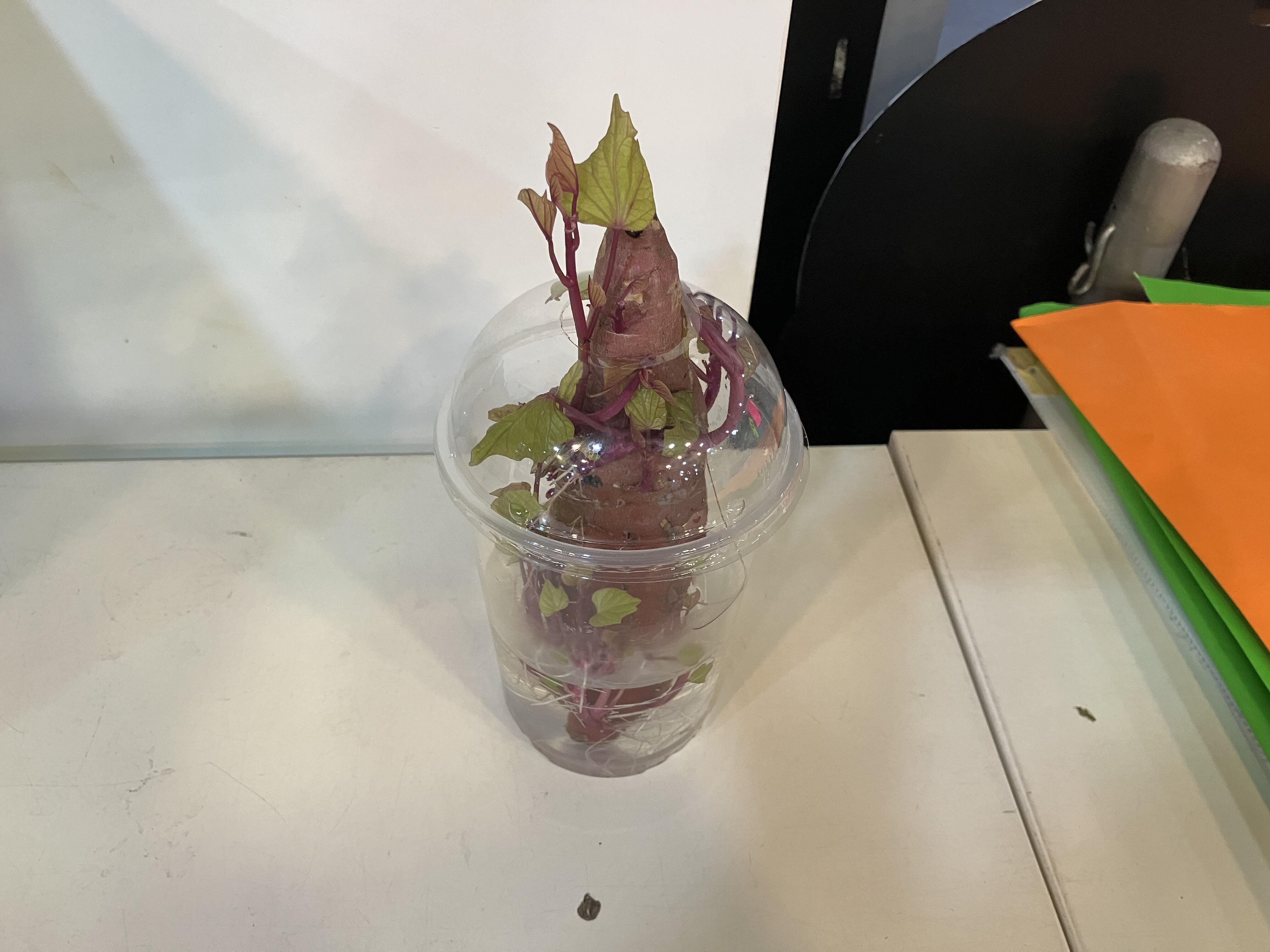 IMG_2156.jpeg
