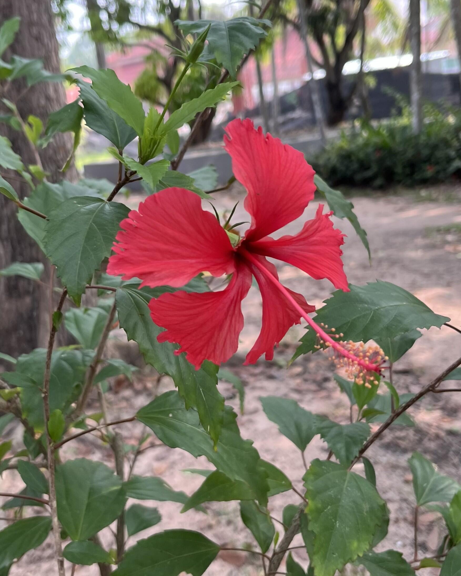 flower2.jpg