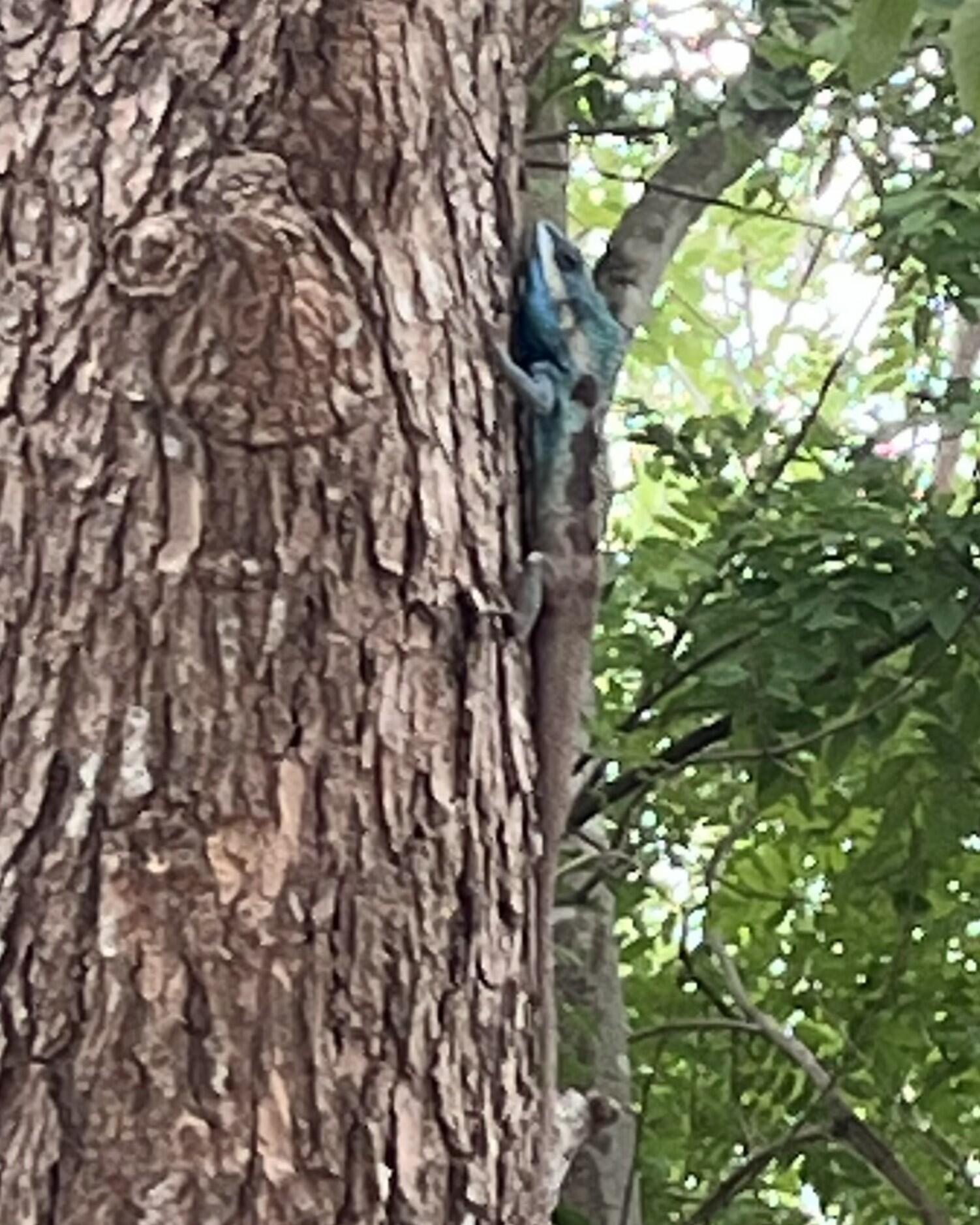 lizard.jpg
