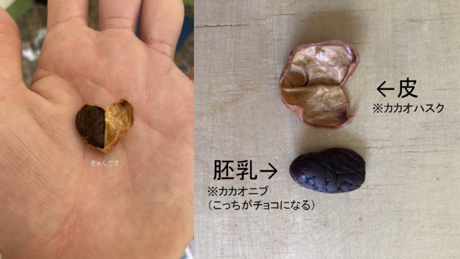 beanscacaobeans.png