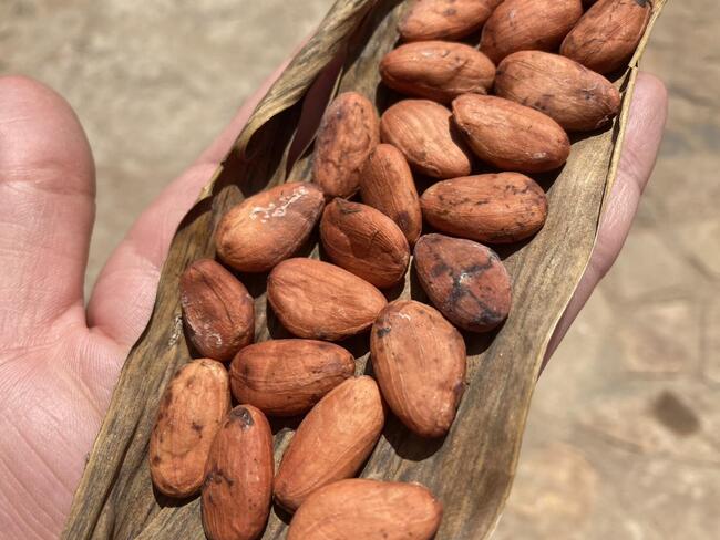dryingcacao.jpg