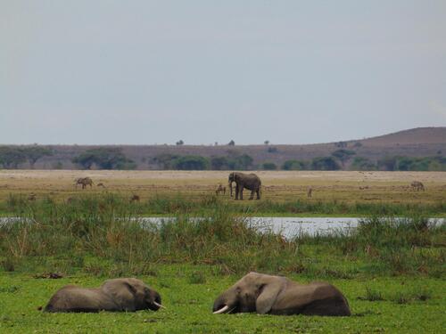 Amboseli03.jpg
