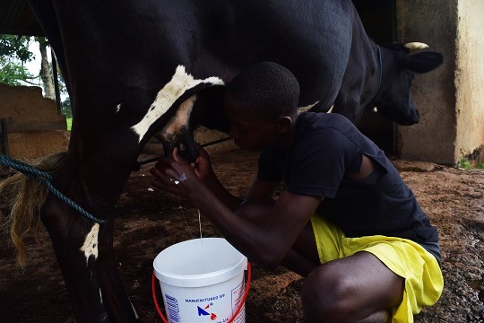 牛の乳搾り体験 ボールが繋ぐ日本とアフリカ Enjoy Football 小池 庸介 Jica海外協力隊の世界日記