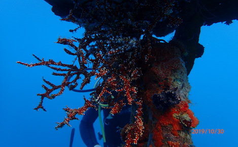 外来種？在来種？謎の八放サンゴ | Dive into Jamaica（高間 億